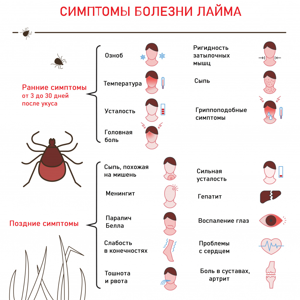 Профилактика клещевого Лайм-боррелиоза и клещевого энцефалита